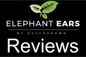 Elephant Ear Review